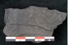 Foto (Detailansicht) von Noeggerathia palmaeformis Goeppert (NHMW-GEO-2024-0188-10732)